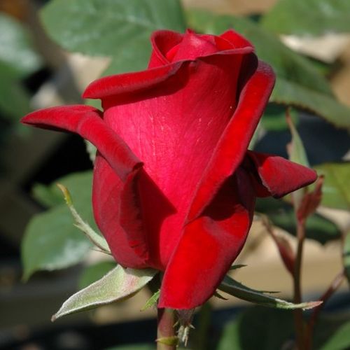 Rosa Thinking of You™ - roșu - Trandafir copac cu trunchi înalt - cu flori teahibrid - coroană dreaptă